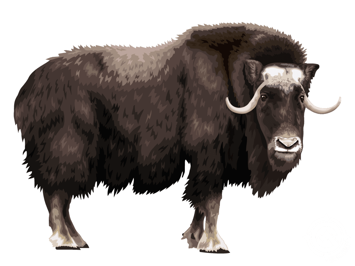 Muskox