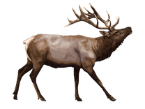 Tule Elk