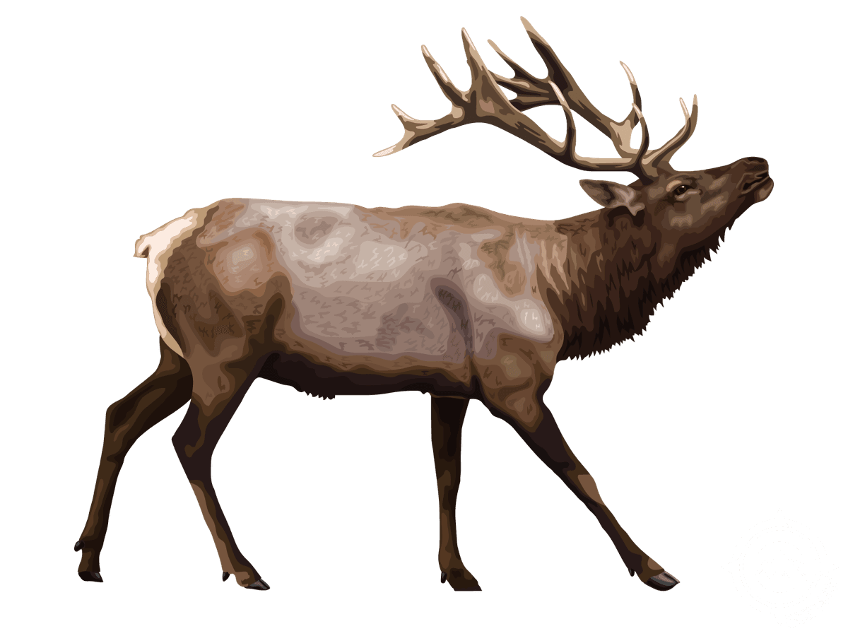 Tule Elk